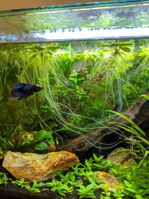 6 x Amazon Frogbit Live Tropical Lily Floating Aquarium Plants Removes Nitrates — image 2