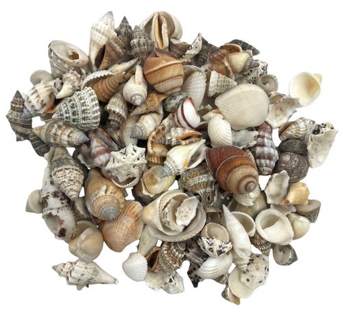 ASSORTED CRAFT SHELLS ~ SMALL OR MEDIUM ~ 250 GRAMS TO 1 KILO ~ BULK ~ WHOLESALE — image 1