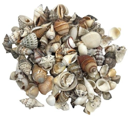 ASSORTED CRAFT SHELLS ~ SMALL OR MEDIUM ~ 250 GRAMS TO 1 KILO ~ BULK ~ WHOLESALE