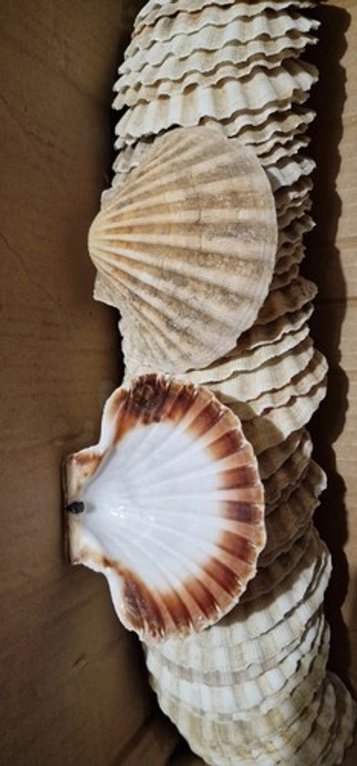 50 Natural Scallop Shells Bulk- Real Seashells for Crafts, Beach Decor & DIY