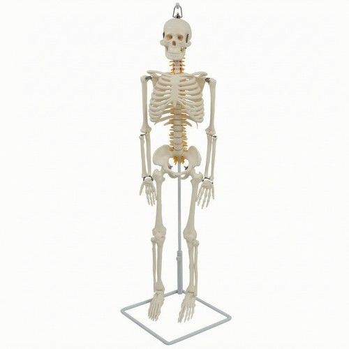 Skeleton Model with Stand Anatomically Human Skeleton Model Hanging