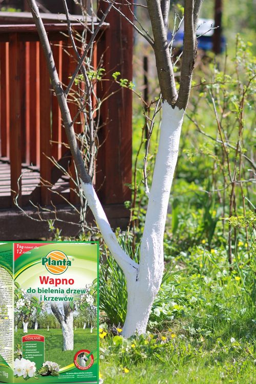 Lime for Tree and Shrub Whitening – Frost Protection & Pest Control — image 5