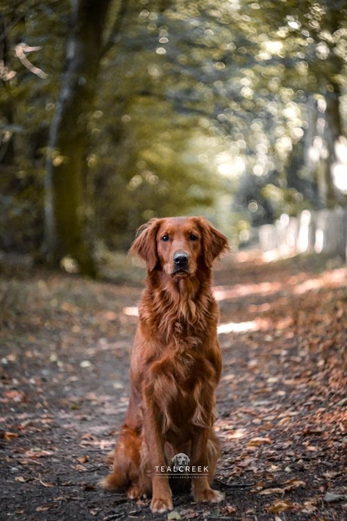 Fuji X Fit Lens Helios 44-2 Helios 44-2 58mm Swirly Bokeh Portrait Art Dreamy — image 7