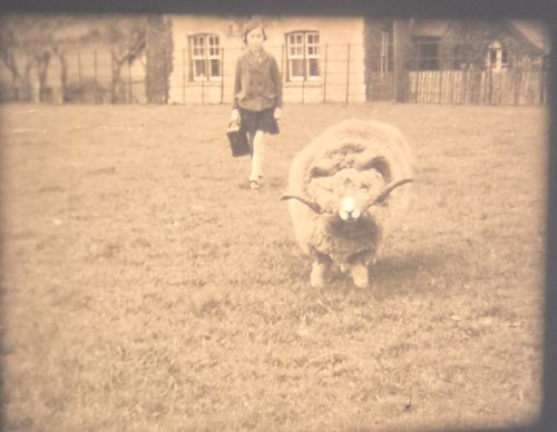 16mm CINE FILM HOME MOVIE FAMILY HORSES CHILDREN PLAYING GAMES CHARMING 1930s — image 2