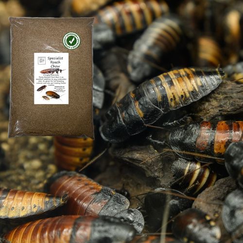 Specialist Roach Chow Hydro Ball Dubia Hissing Cockroach Breeding Feeder Insect. — image 8