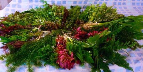 100 FISH TANK PLANTS LIVE AQUARIUM AQUATIC TROPICAL COLDWATER BUNCHED PLANT — image 1
