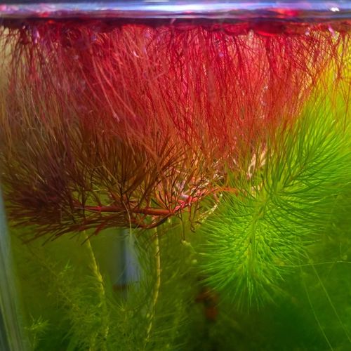 🌿100x Red Root Floater Phyllanthus fluitans Live Floating Aquarium Plant leaves — image 7