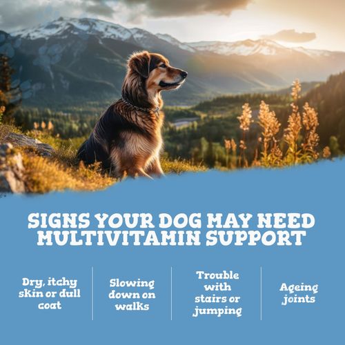 Multivitamins for Dogs - 16 Nutrients - Hip, Joint, Skin, Coat & Immune Support — image 9