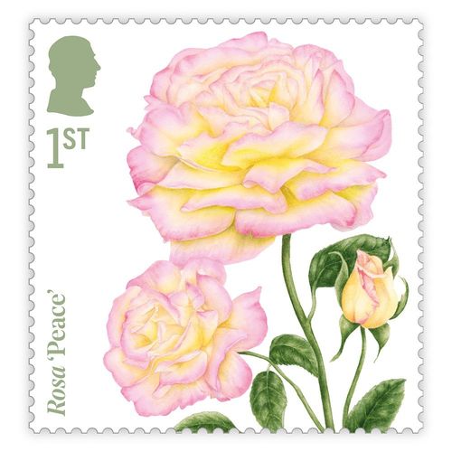 Roses Stamps Presentation Pack from Royal Mail — image 12