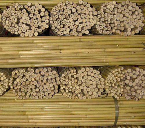 Suregreen Bamboo Canes 2.4m/8ft | 14-16mm | 100 Pack — image 15