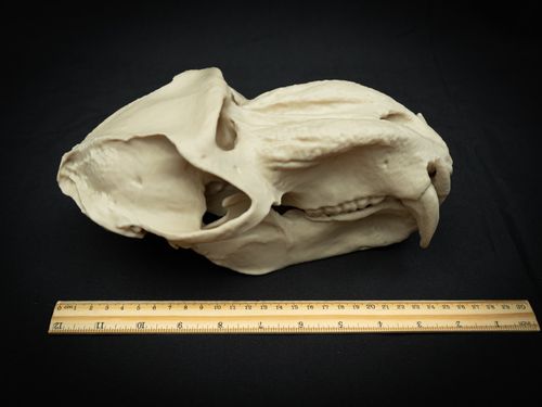 Life Size Baboon Skull Replica – Realistic 3D Printed Primate Bone Model — image 12