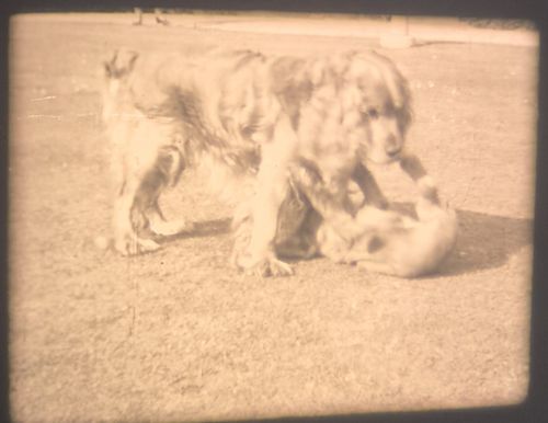 16mm CINE FILM HOME MOVIE FAMILY HORSES CHILDREN PLAYING GAMES CHARMING 1930s — image 22