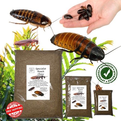 Specialist Roach Chow, Dubia Hissing Cockroach Food Feeder Insect, 3 Variations