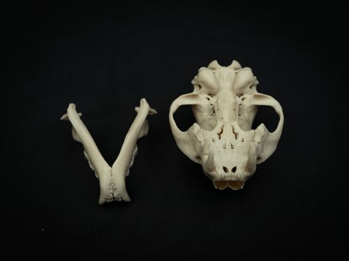 Life Size Bobcat Skull Replica – Realistic 3D Printed Bone Model Display — image 6