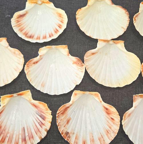 White Scallop Seashells Craft Shells Lot for Shellcraft Crafts — image 1