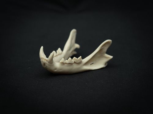 Life Size Bobcat Skull Replica – Realistic 3D Printed Bone Model Display — image 3