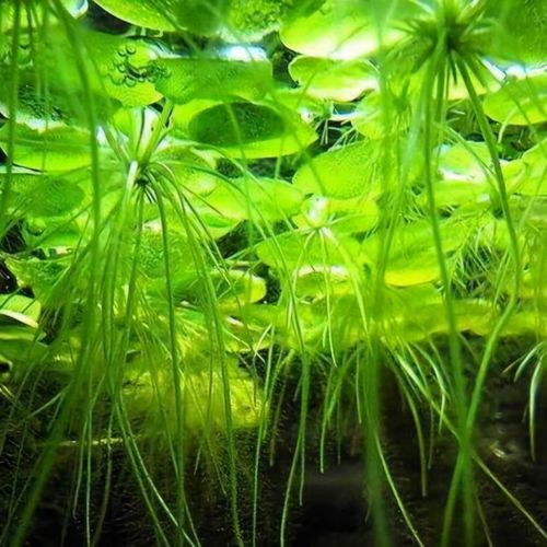 6 x Amazon Frogbit Live Tropical Lily Floating Aquarium Plants Removes Nitrates — image 1