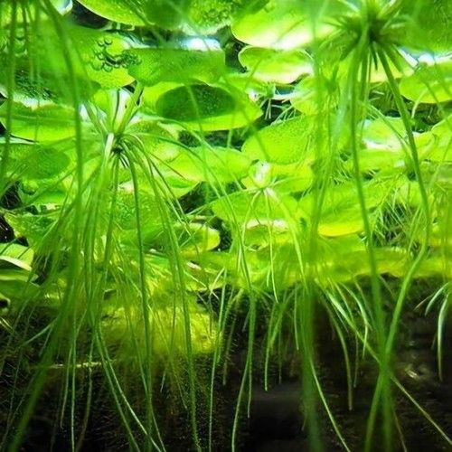6 x Amazon Frogbit Live Tropical Lily Floating Aquarium Plants Removes Nitrates