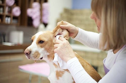Dog Ear Drops cleans stinky itchy waxy ears  , Head Shaking Itching Odour Wax — image 7