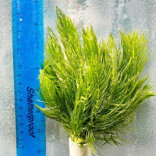 Hornwort Mini Pots x5 / x10 Live Oxygenating Pond Plants | Cold Water Fish Tank