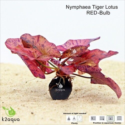 Red Tiger Lotus Bulb Nymphaea Live Aquarium Plant Tropical Lily Fry Betta K2AQUA
