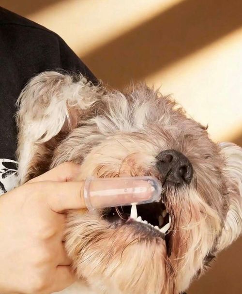 pet finger toothbrush silicon dog cat dental care soft bristles — image 4