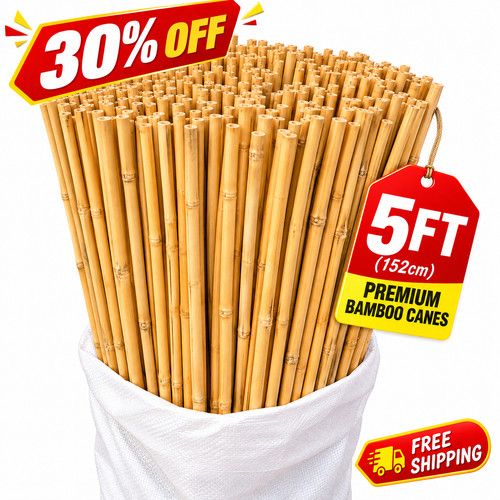 5ft Bamboo Canes Thick Garden Plant Support Sticks Pole Strong 10mm Pack 10-100
