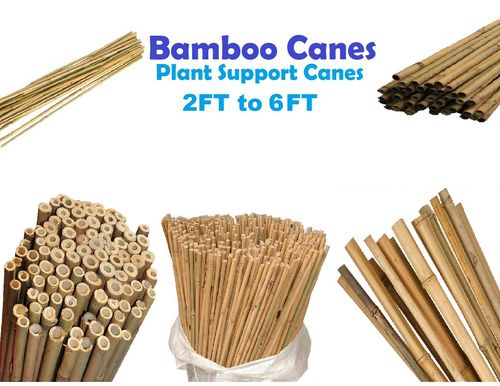 Professional Heavy Duty Bamboo Canes Strong Garden Canes Plant Support 2FT-6FT ! — image 1