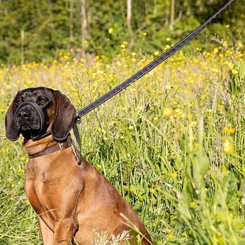 Figure of 8 Dog Head Lead Padded Anti Pull Halter Training Lead Dogs Who Pull — image 1