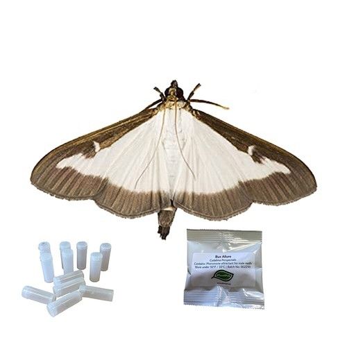 Box Tree Pheromone Refill - 4 x Lures