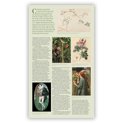Roses Stamps Presentation Pack from Royal Mail — image 3
