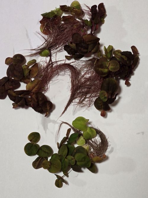 🌿100x Red Root Floater Phyllanthus fluitans Live Floating Aquarium Plant leaves — image 10