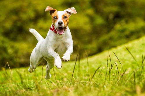 STRONGEST Dog Allergy Support - Itchy Skin Relief Dog Immune Booster Tablets UK — image 6