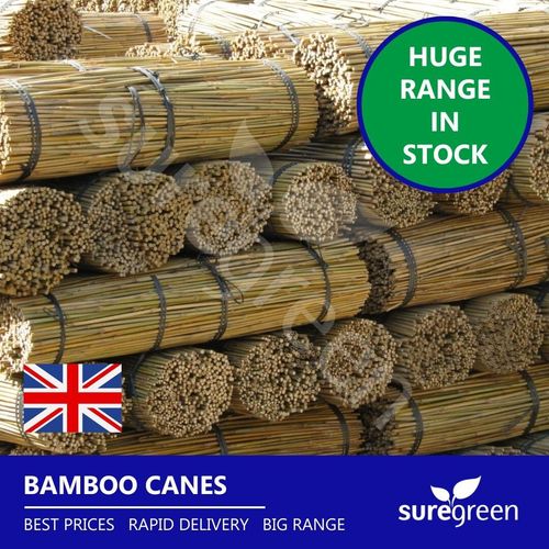 Suregreen Bamboo Canes 2.4m/8ft | 14-16mm | 100 Pack — image 1