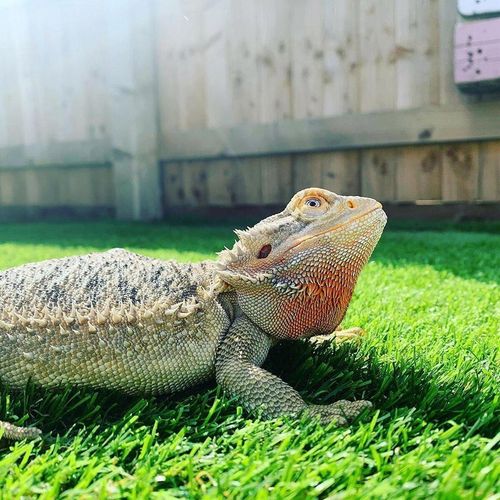 Artificial Grass 20mm | Natural & Realistic Pet-Friendly Fake Grass Lawn Turf — image 6