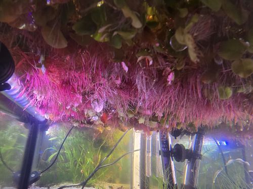 🌿100x Red Root Floater Phyllanthus fluitans Live Floating Aquarium Plant leaves — image 6