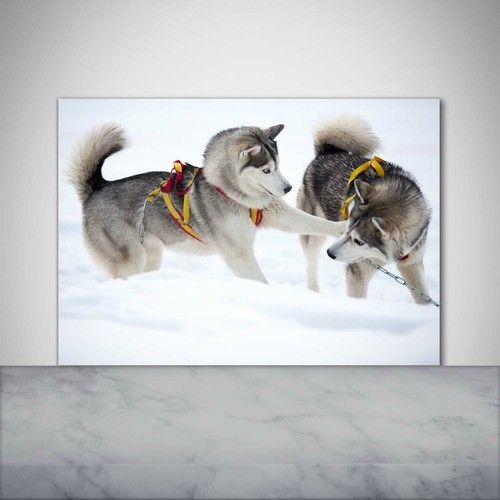 Tulup Kitchen Glass Splashback 100x70 Husky in the winter