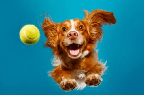30 Used Tennis Balls For Dogs. All Branded Balls, Slazenger, Head, Dunlop, Etc. — image 8