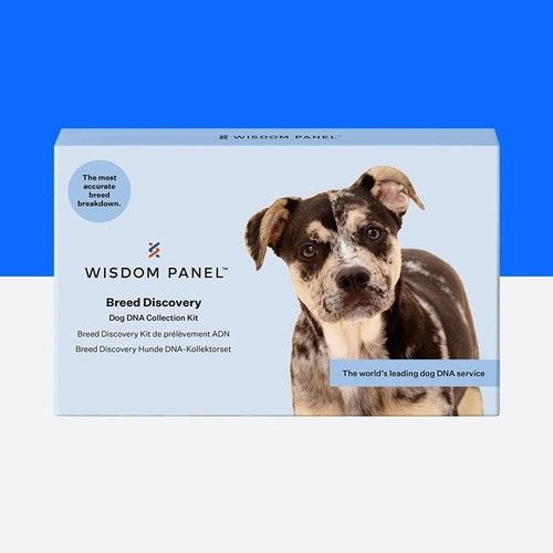 Wisdom Panel Breed Discovery Dog DNA Test Kit - Most Accurate Breed