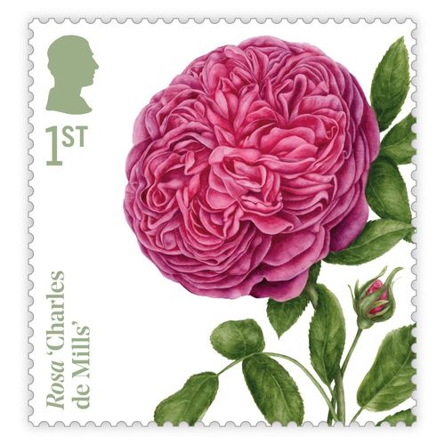 Roses Stamps Presentation Pack from Royal Mail — image 11
