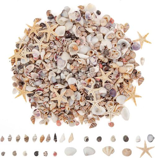 1000 PCS Mini Sea Shells Small Starfish Mixed, 20 Kinds of Tiny Seashells Bulk f