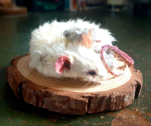 Taxidermy Mouse Cuddling Teddy — image 3