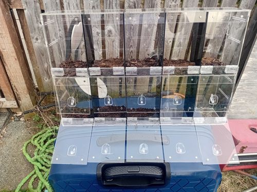 Clear Acrylic Spider/Invertebrate Enclosure Rack, Multi-Compartment Hinged Doors — image 6