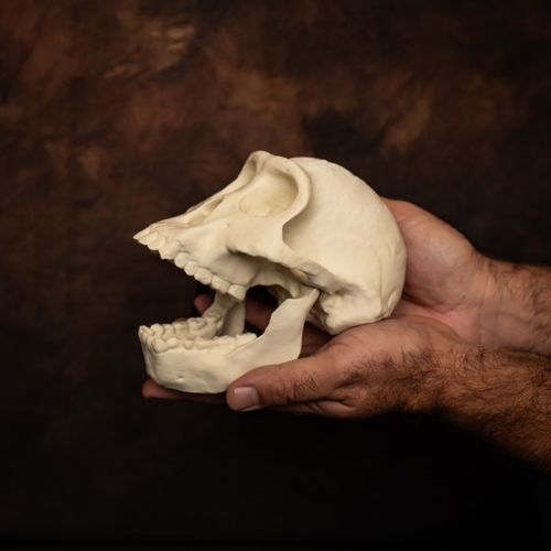 Australopithecus Lucy Skull Replica – Early Human – Lifesize Educational Display — image 1