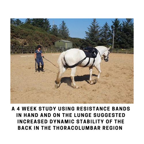 Equine Band Core Conditioning Saddle Pad Conversion Kit — image 6