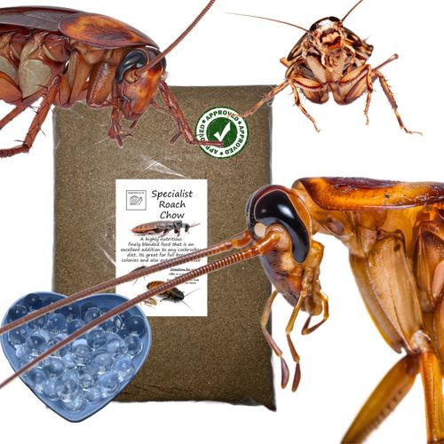 Specialist Roach Chow Hydro Ball Dubia Hissing Cockroach Breeding Feeder Insect. — image 3