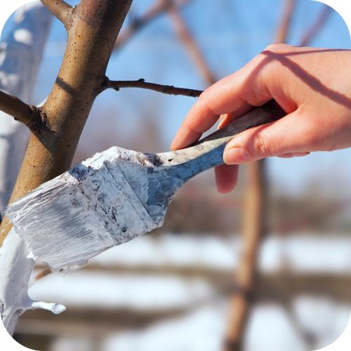 Lime for Tree and Shrub Whitening – Frost Protection & Pest Control — image 4