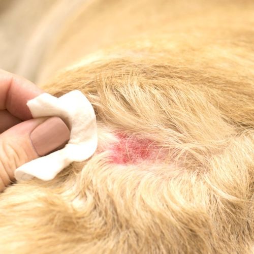 Furvita Antiseptic Spray for Dogs Cats 500ml | Wound Care | Itchy Skin Relief |  — image 10