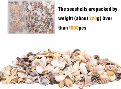 1000 PCS Mini Sea Shells Small Starfish Mixed, 20 Kinds of Tiny Seashells Bulk f — image 4