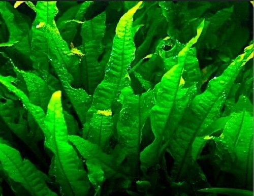 Java Fern Live Aquarium Plant Microsorum Aquascaping Shrimp Fish Tank